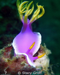Hypselodoris Apolegma in Lembeh Straight. by Stacy Groff 